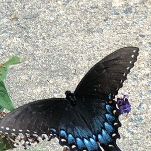 Meet your Posher, Barbara